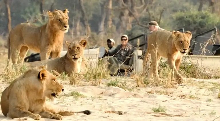 Lions resting on a sandy savannah with a safari vehicle and tourists visible in the background at Chiawa Camp Zambia.