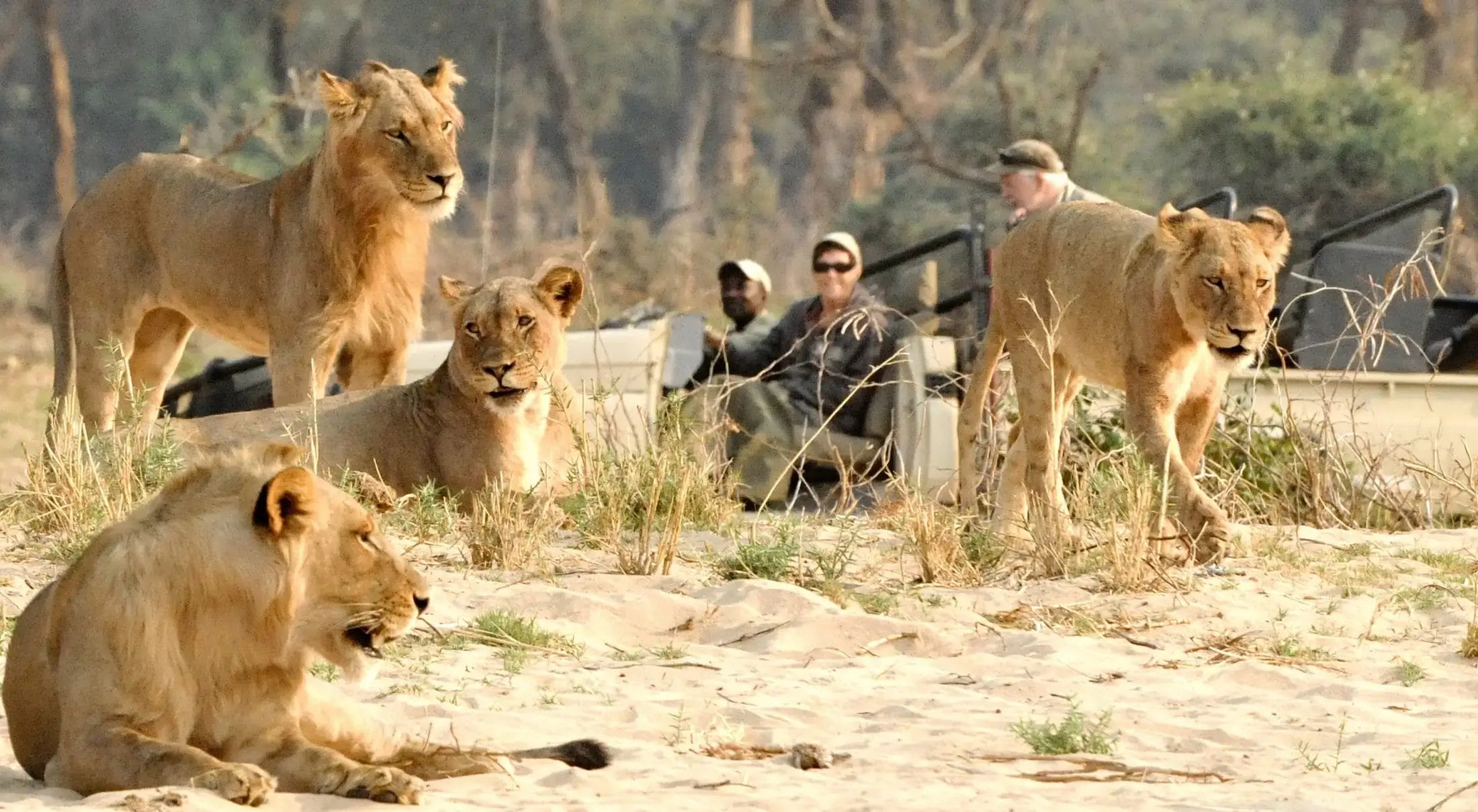 Lions resting on a sandy savannah with a safari vehicle and tourists visible in the background at Chiawa Camp Zambia.