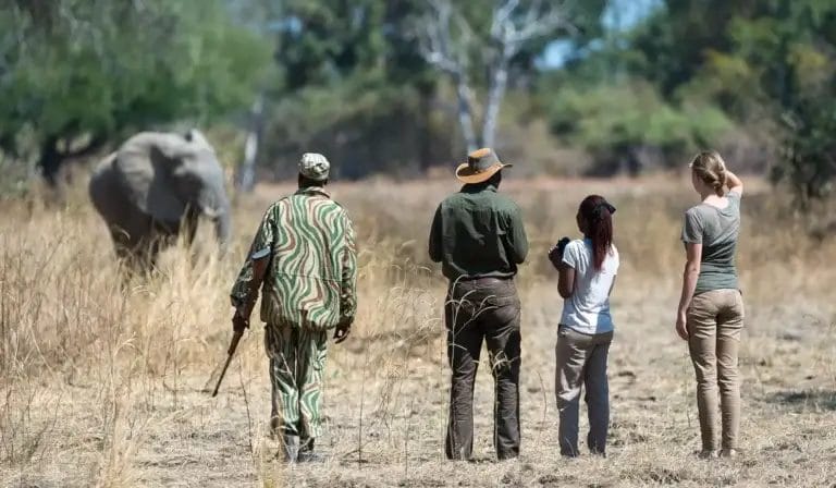 Walking safari at Nkwali Camp Zambia