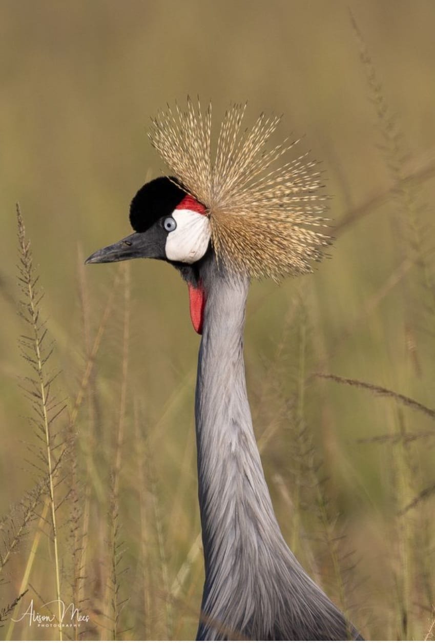 Grey crowned crane with a luminous gold crest towering above tall grass in a meadow.