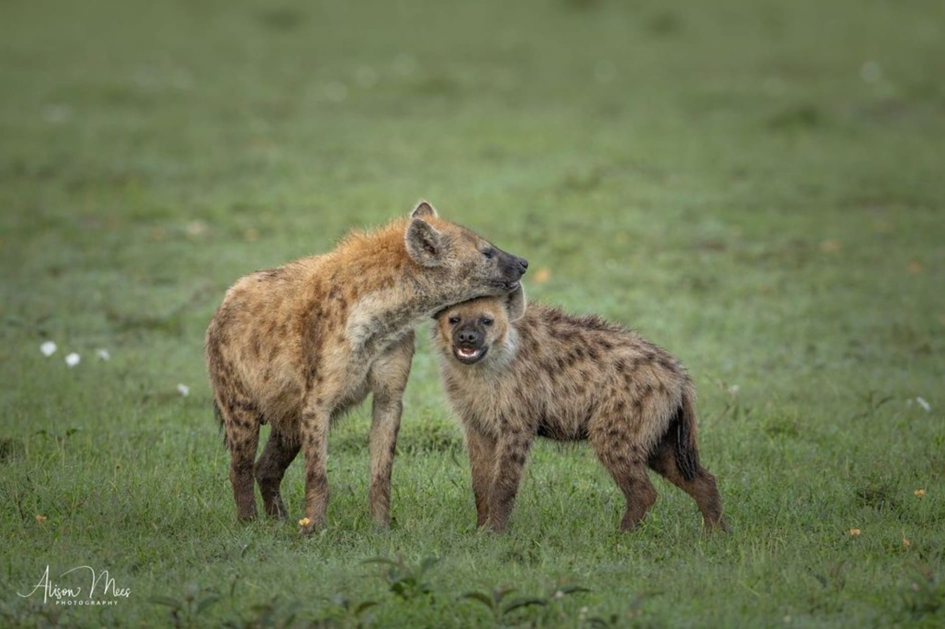 Two African wild dogs standing together in a green grassy field, one resting its head on the other’s neck as they interact.
