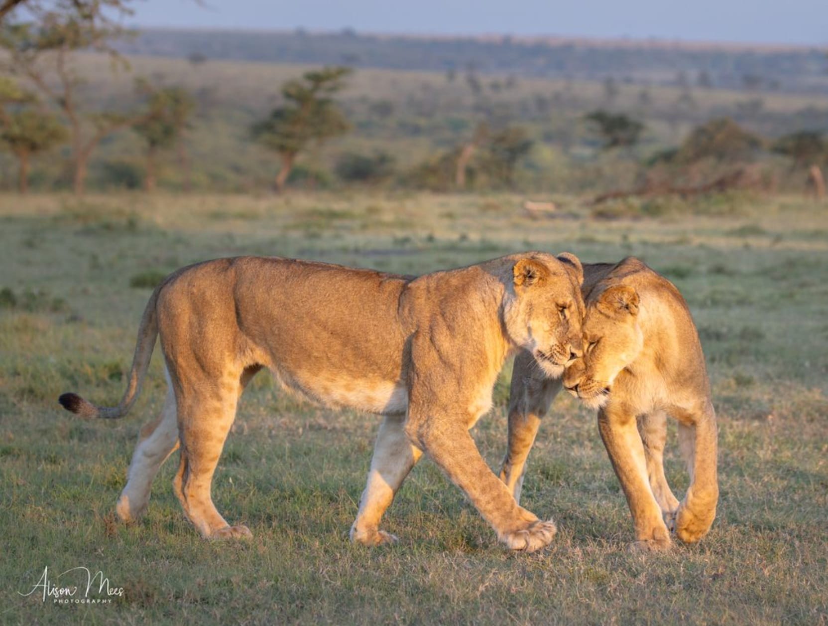 Two lions walking together across an open grassland, with one lioness nuzzling the other's neck in a savanna setting.