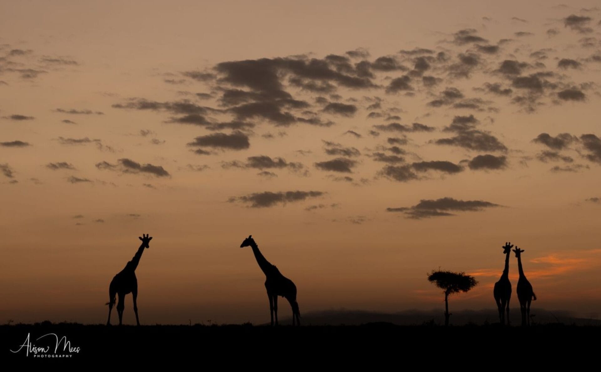 Silhouettes of several giraffes with necks raised against a warm orange sunset sky with scattered clouds on the horizon.