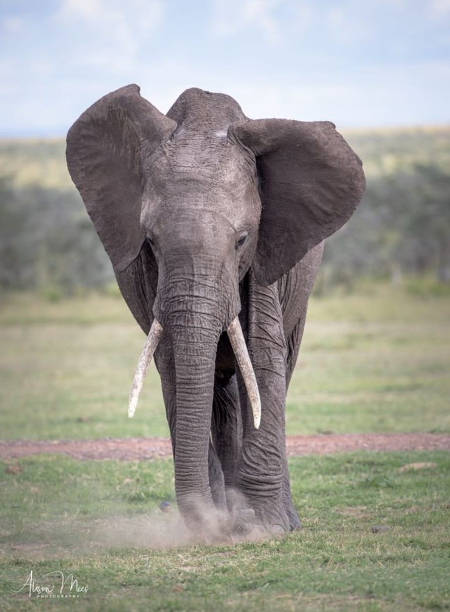 Front view of an adult elephant walking toward the camera across a grassy savanna, ears spread and dust rising from its feet.