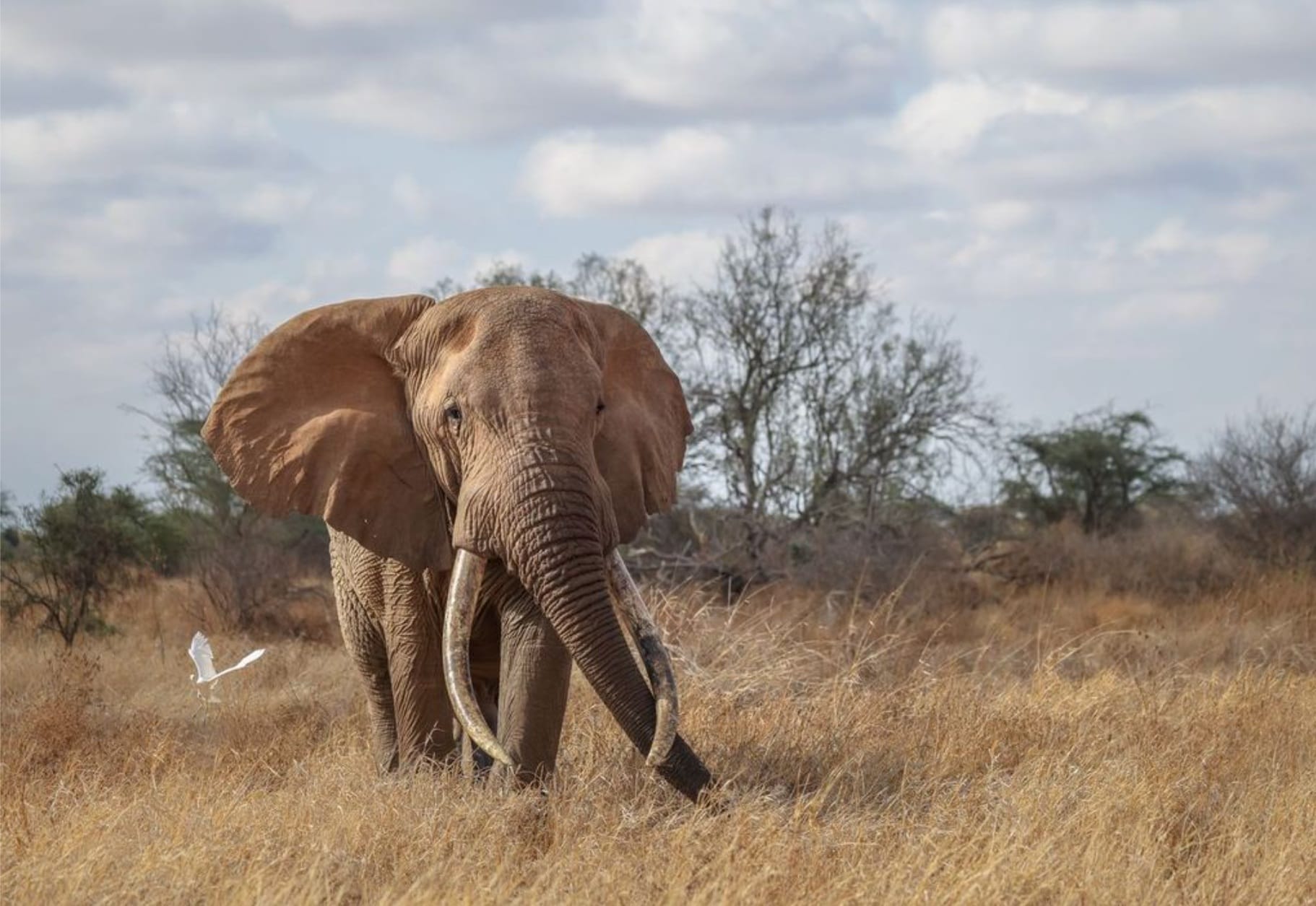 Adult African elephant standing in a dry savannah with tall brown grass and sparse trees in the background, tusks visible under a cloudy sky.