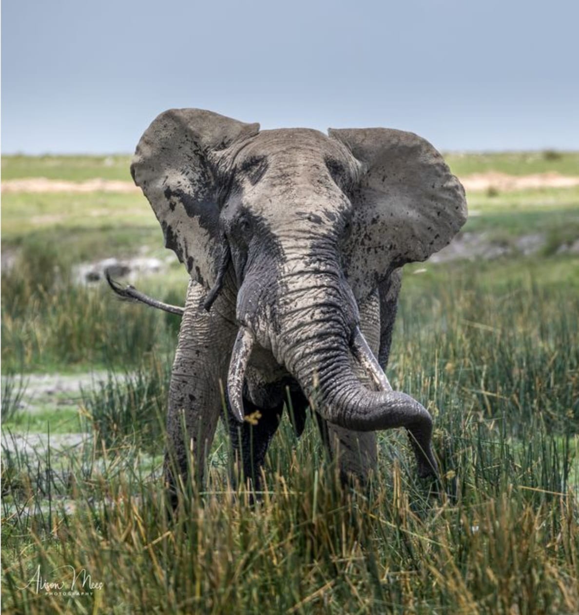Elephant standing in a grassy marsh, facing the camera with muddy skin and large ears spread open.