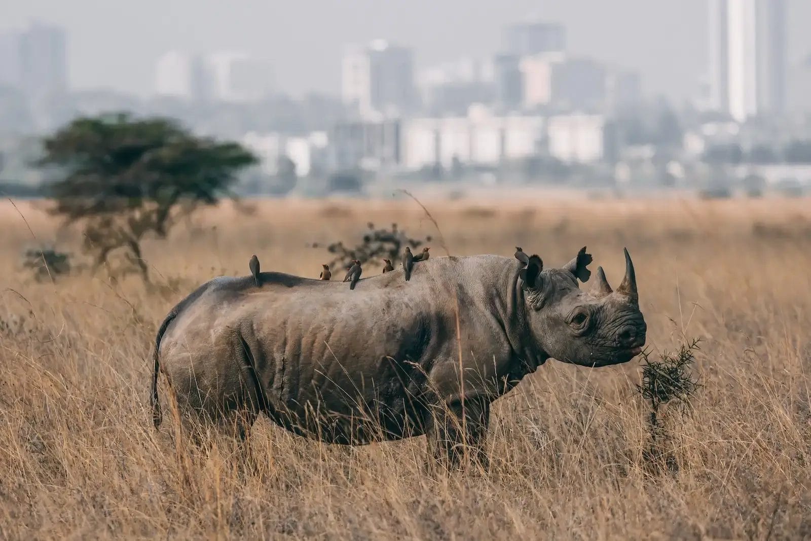 A picture of a rhino grazing in a field with a Nairobi skyline in the background